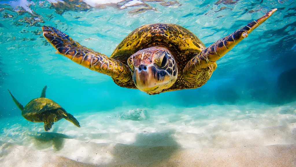 Hawksbill Turtle in freedom