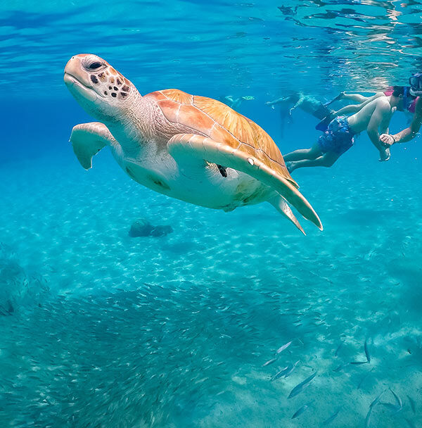 snorkeling and watch wildlife sea turtles